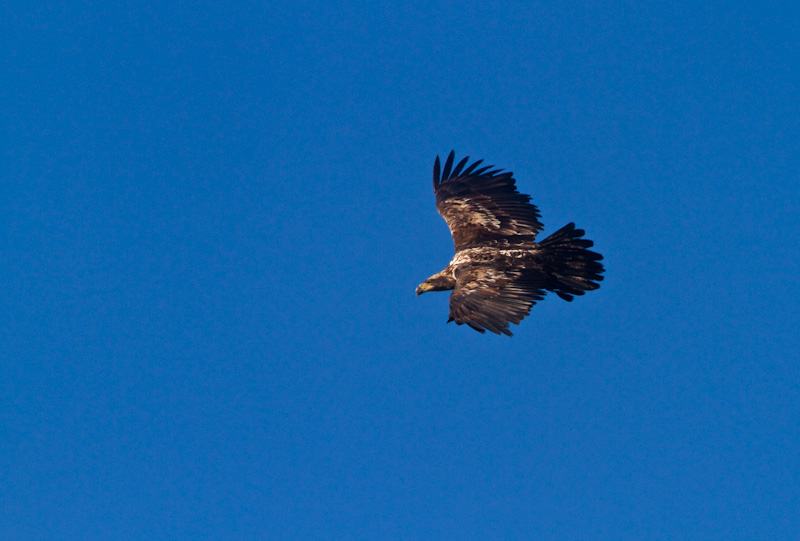 Bald Eagle In Flight